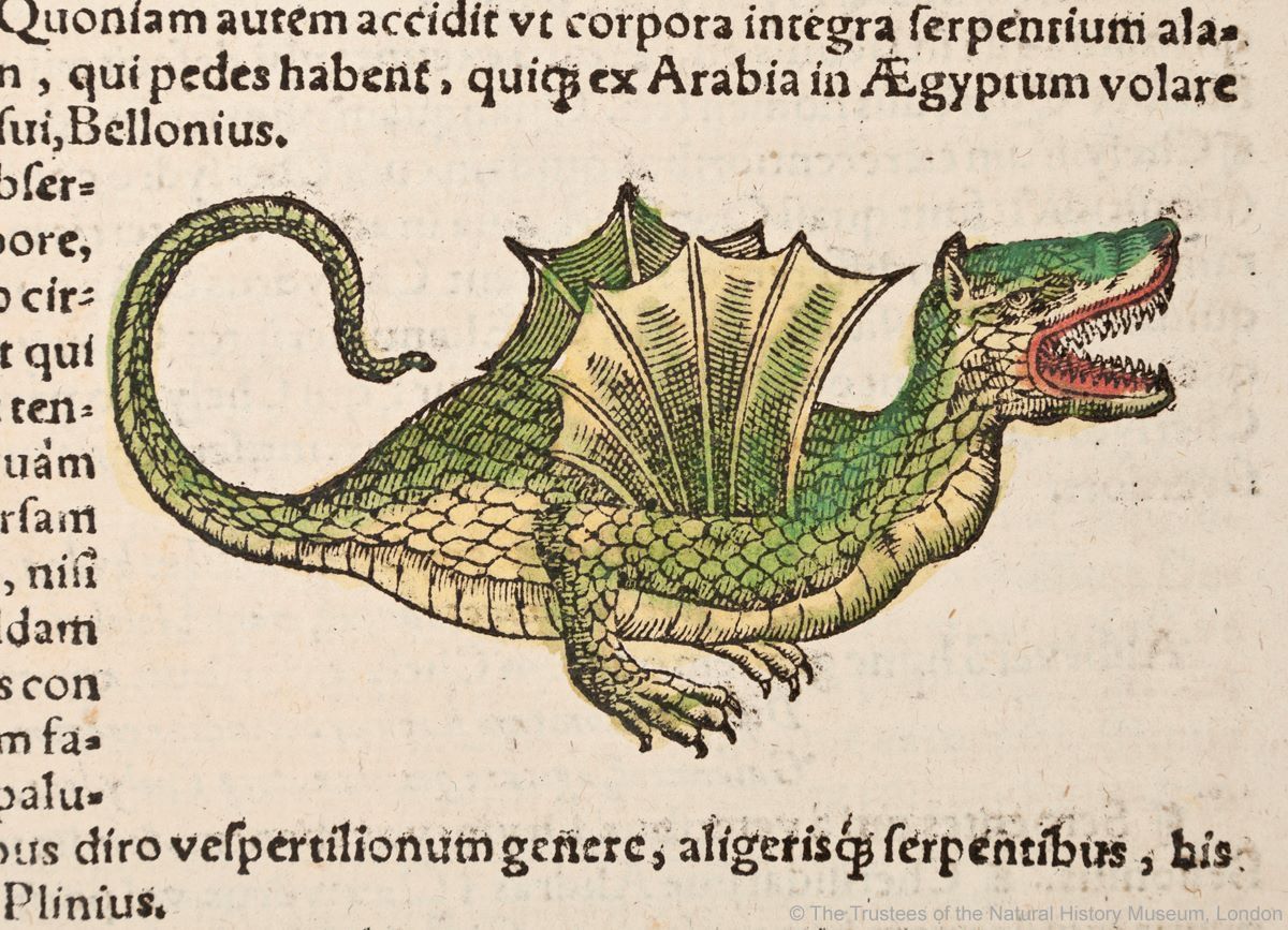 Illustration of a dragon from Conrad Gessner's Historiae Animalium