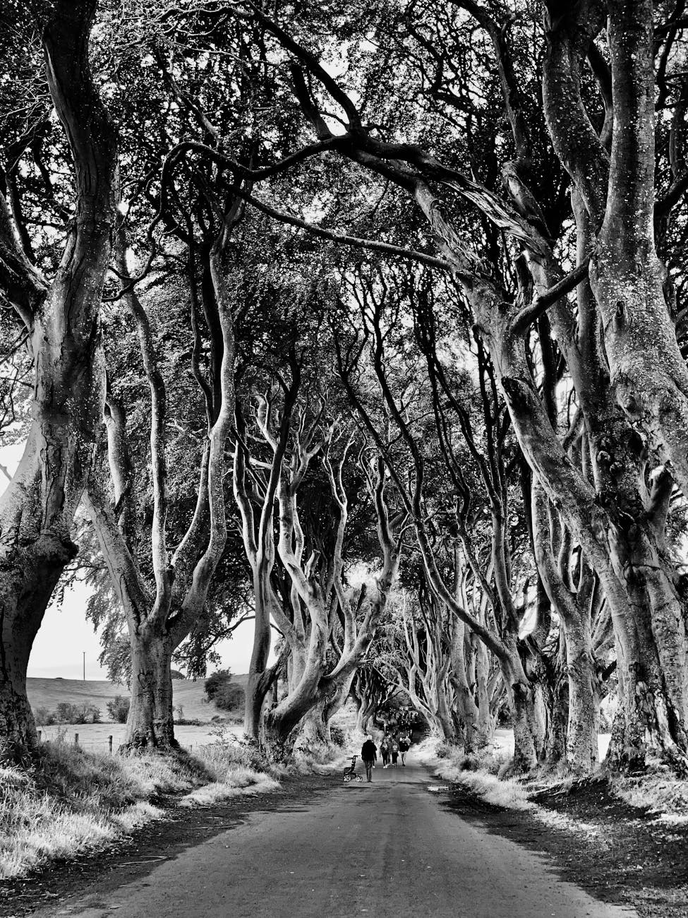 grayscale photo of trees in the forest
